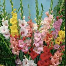 Wild Bunch Gladiola Cvijet Alias Stranice 1 Svjetska Enciklopedijsko Znanje